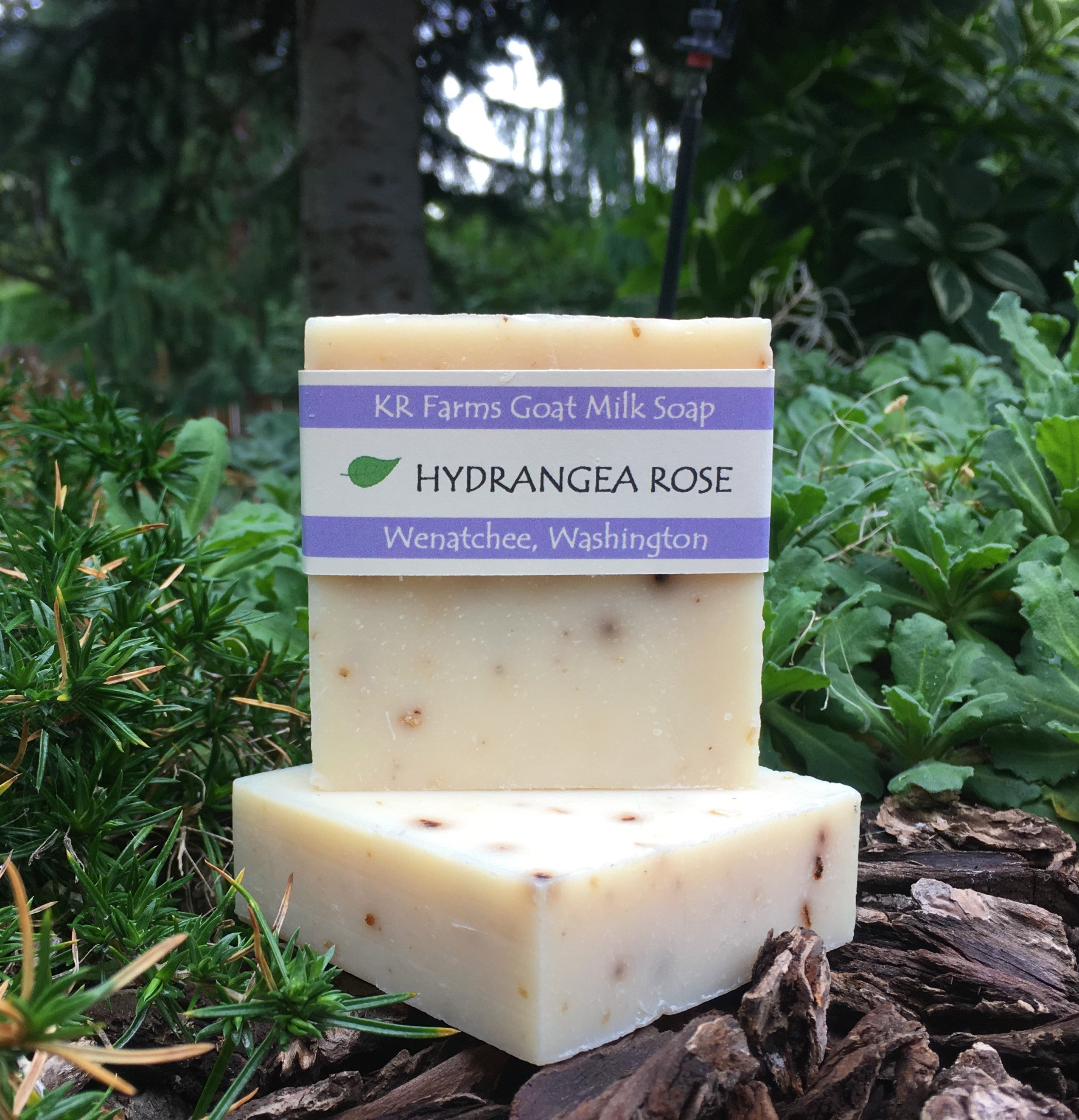 GOAT MILK - Hydrangea Rose